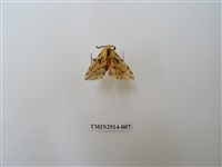 藏品(碎斑黃東燈蛾)的圖片